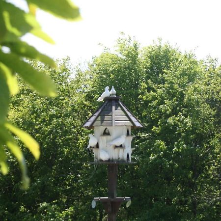 Cosy Barn On Rural Smallholding With Alpacas, Goats & Pigs Stithians Exterior photo