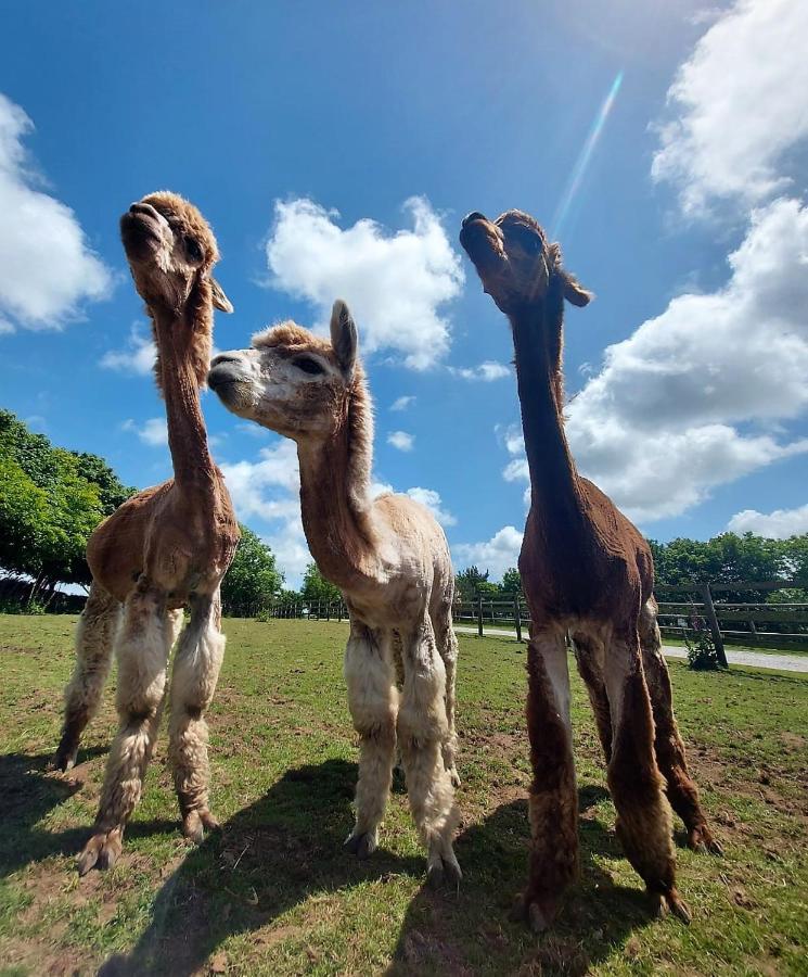 Cosy Barn On Rural Smallholding With Alpacas, Goats & Pigs Stithians Exterior photo